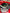 Ferrari SF90 Carbon Fiber Engine Cover - Exotics Carbon Design